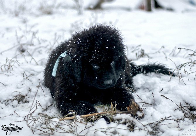 Фото: ньюфаундленд Ceder Magnus iz Plemeni Kedra (Цедер Магнус из Племени Кедра)