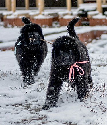 Фото: ньюфаундленд Ceder Magnus iz Plemeni Kedra (Цедер Магнус из Племени Кедра), ньюфаундленд Cintiya iz Plemeni Kedra (Цинтия из Племени Кедра)