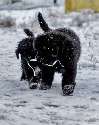 Фото: ньюфаундленд Ciklamen iz Plemeni Kedra (Цикламен из Племени Кедра), ньюфаундленд Ceder Magnus iz Plemeni Kedra (Цедер Магнус из Племени Кедра)