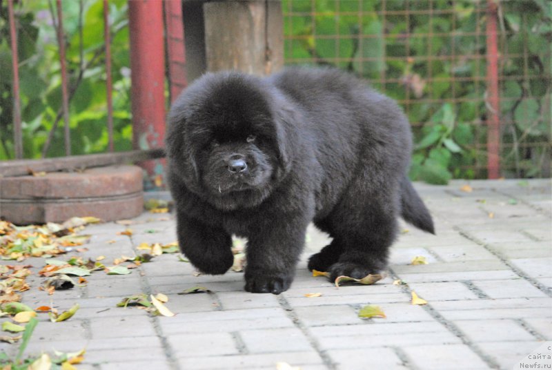 Фото: ньюфаундленд Moya Stihiya Nomad Terra Blossom (Моя Стихия Номад Терра Блоссом)
