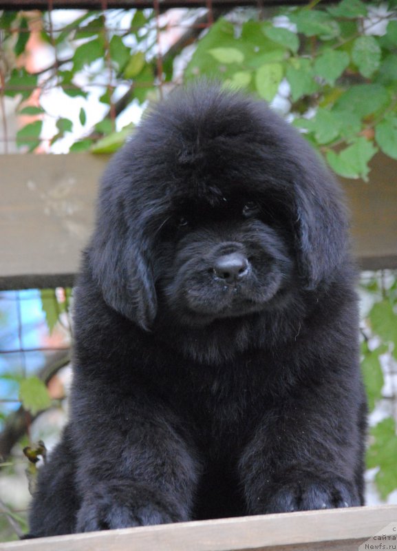 Фото: ньюфаундленд Moya Stihiya Nomad Terra Blossom (Моя Стихия Номад Терра Блоссом)