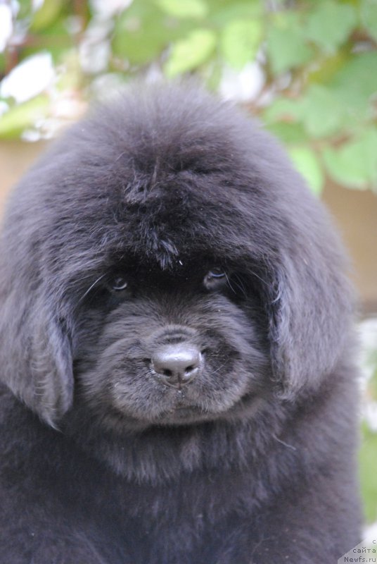 Фото: ньюфаундленд Moya Stihiya Nomad Terra Blossom (Моя Стихия Номад Терра Блоссом)