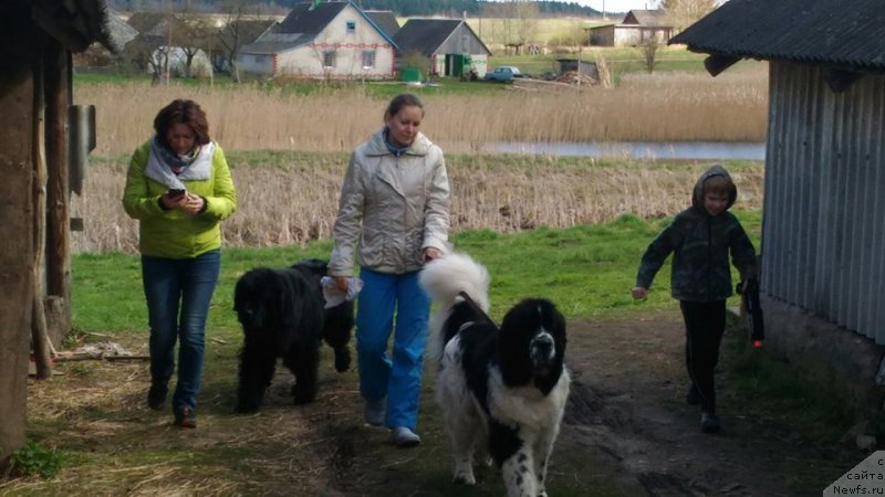 Фото: ньюфаундленд Sky With Diamonds Lazurit (Ску Витх Диамондс Лазурит), ньюфаундленд Belkonder-Klab Kassiy Dion (Белкондер-Клаб Кассий Дион)