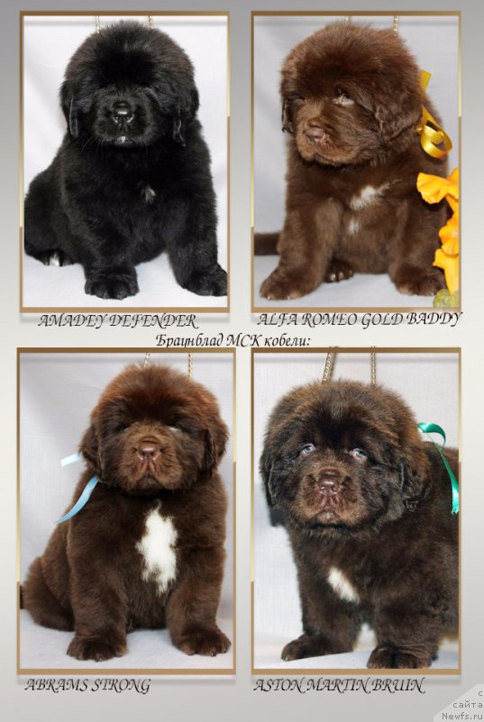 Фото: ньюфаундленд Brownblood MSK Amadey-Defender (Браунблад МСК Амадей-Дефендер), ньюфаундленд Brownblood MSK Another Love Tender Ebony (Браунблад МСК Аназер Лав Тендер Эбони), ньюфаундленд Brownblood MSK Alfa-Romeo Gold Baddy (Браунблад МСК Альфа-Ромео Голд Бадди), ньюфаундленд Brownblood MSK Abrams-Strong (Браунблад МСК Абрамс-Стронг)