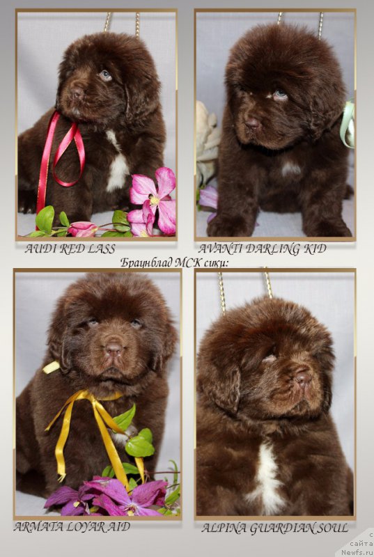 Фото: ньюфаундленд Brownblood MSK Audi Red Less (Браунблад МСК Ауди Рэд Лэсс), ньюфаундленд Brownblood MSK Armata Loyar Aid (Браунблад МСК Армата Лойар Аид), ньюфаундленд Brownblood MSK Alpina Guardian Soul (Браунблад МСК Альпина Гуардиан Соул), ньюфаундленд Brownblood MSK Avanti Darling Kid (Браунблад МСК Аванти Дарлинг Кид)