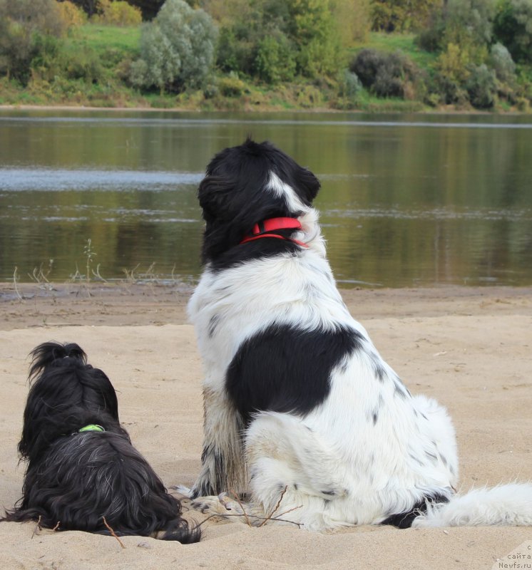 Фотография № 215546