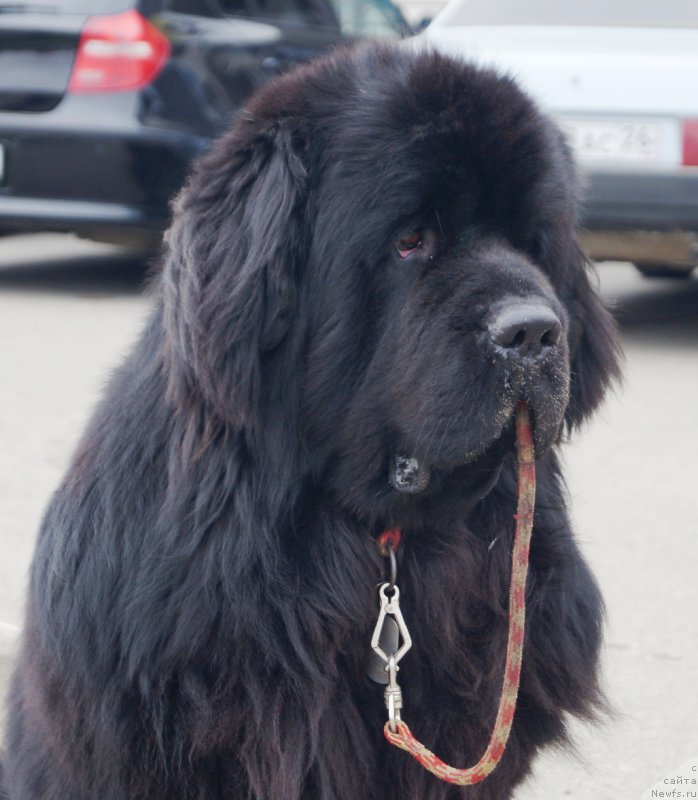 Фото: ньюфаундленд Charuyuschiy Chezario (Чарующий Чезарио)