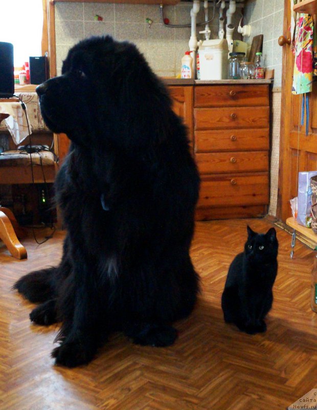 Фото: ньюфаундленд Charuyuschiy Chezario (Чарующий Чезарио)