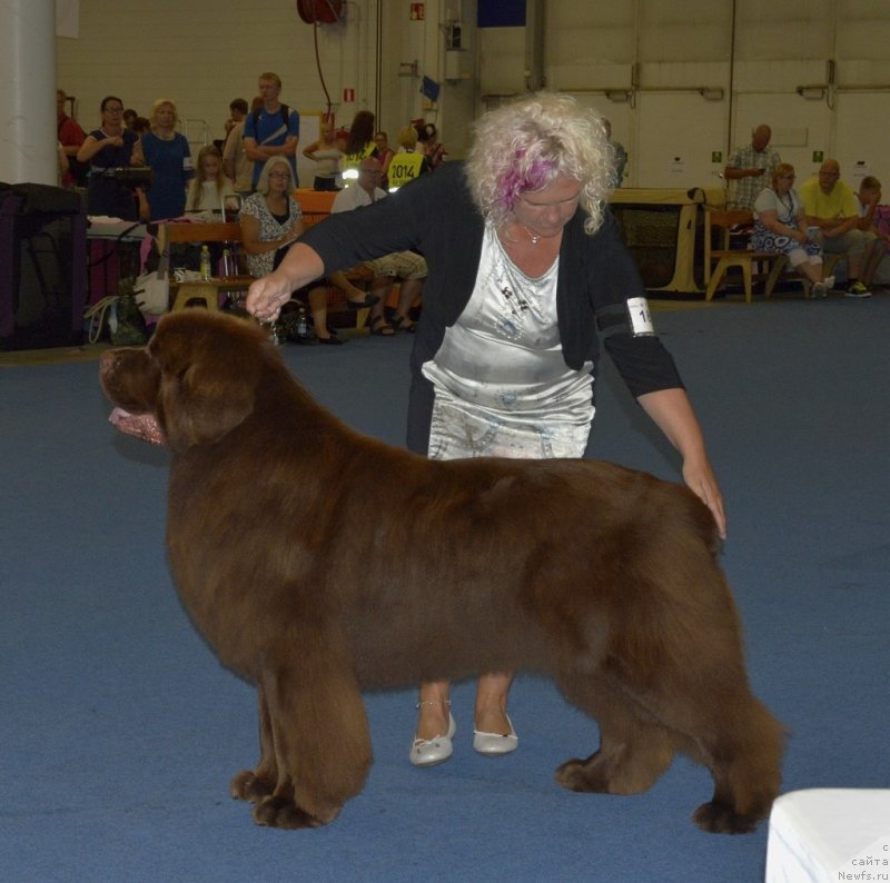 Фото: ньюфаундленд Vaskipuron Hercules Hirmuinen