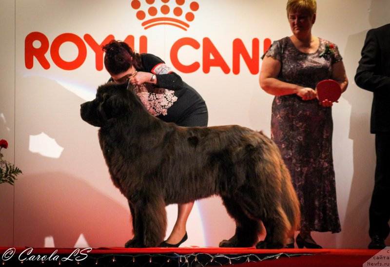 Фото: ньюфаундленд Vaskipuron Hercules Hirmuinen