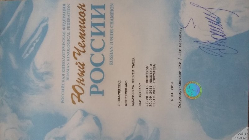 Фото: ньюфаундленд Aquatoriya Kelvin Yauza (Акватория Келвин Яуза)