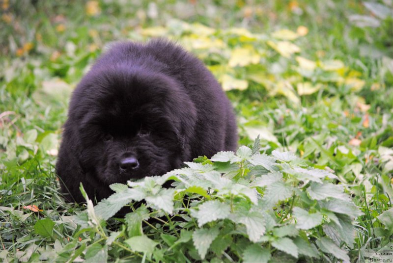 Фото: ньюфаундленд Moya Stihiya Niki De Sen Fal' (Моя Стихия Ники Де Сен Фаль)
