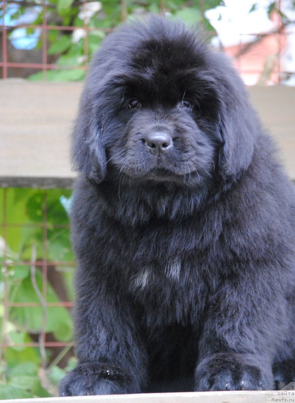 Фото: ньюфаундленд Moya Stihiya Niki De Sen Fal' (Моя Стихия Ники Де Сен Фаль)