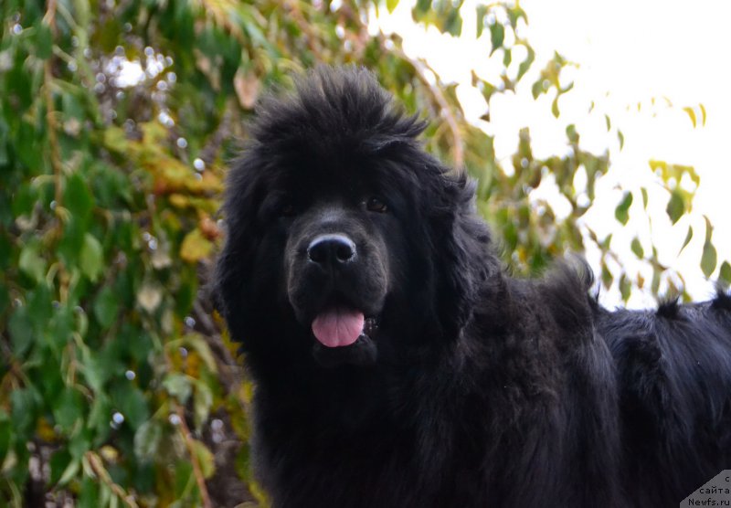 Фото: ньюфаундленд Talisman Morya Mishel' (Талисман Моря Мишель)