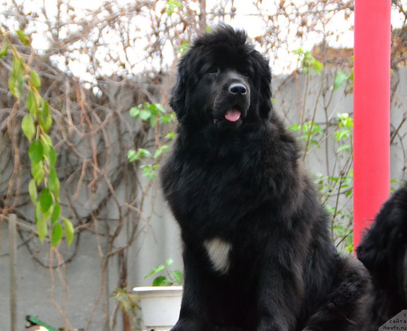 Фото: ньюфаундленд Talisman Morya Mishel' (Талисман Моря Мишель)