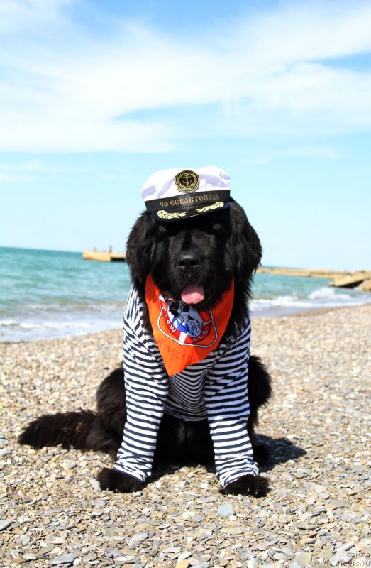 Фото: ньюфаундленд Akvatoriya Kelvin Amerikanka (Акватория Келвин Американка)