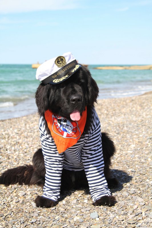 Фото: ньюфаундленд Akvatoriya Kelvin Amerikanka (Акватория Келвин Американка)