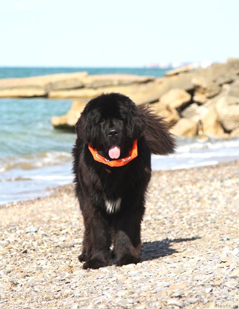 Фото: ньюфаундленд Akvatoriya Kelvin Amerikanka (Акватория Келвин Американка)