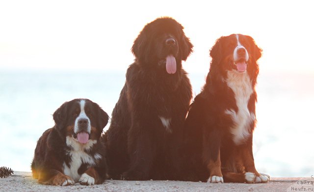 Фотография № 215596