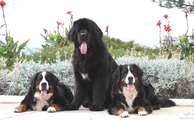 Фото: ньюфаундленд Akvatoriya Kelvin Amerikanka (Акватория Келвин Американка)