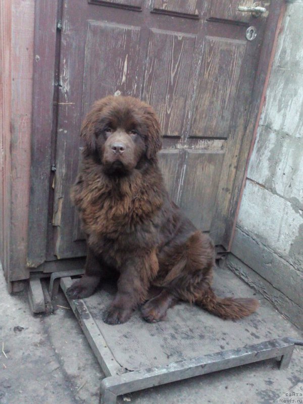 Фото: ньюфаундленд Braunblad MSK Betani YEys (Браунблад МСК Бетани Эйс)