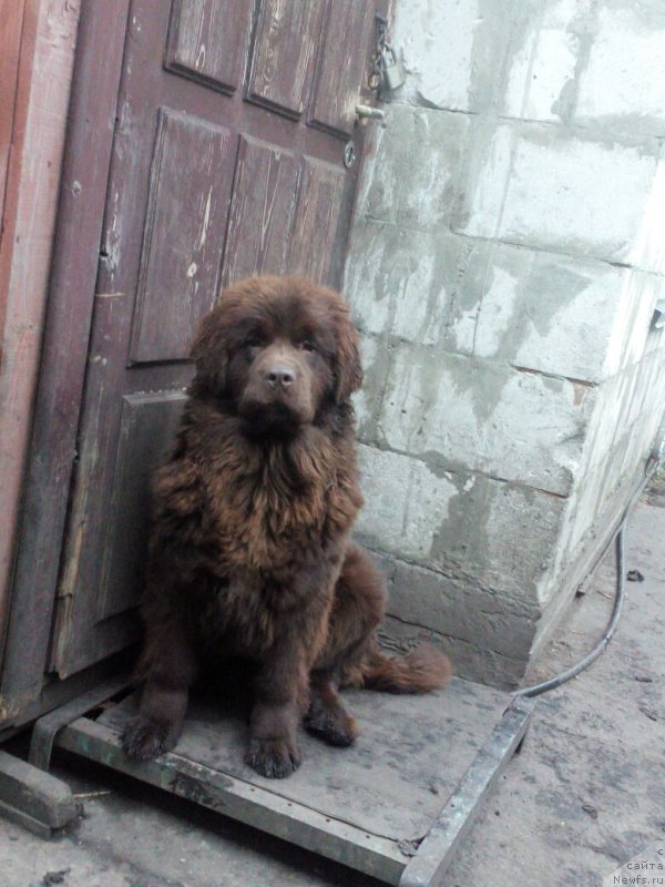 Фото: ньюфаундленд Braunblad MSK Betani YEys (Браунблад МСК Бетани Эйс)