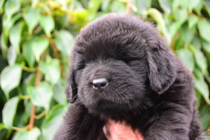 Фото: ньюфаундленд Talisman Morya Korsar (Талисман Моря Корсар)