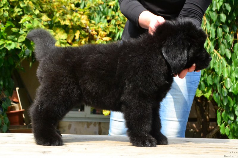 Фото: ньюфаундленд Talisman Morya Korsar (Талисман Моря Корсар)