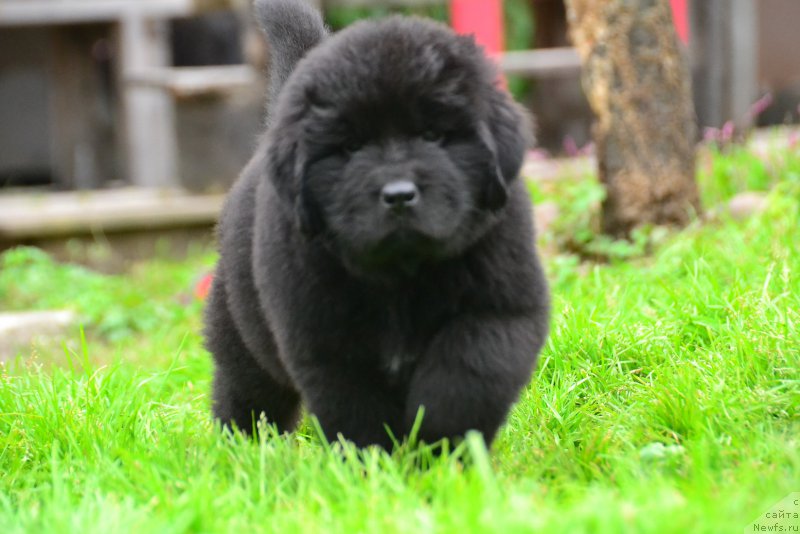 Фото: ньюфаундленд Talisman Morya Korsar (Талисман Моря Корсар)