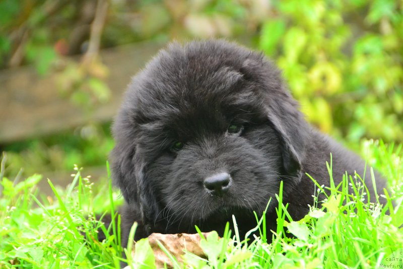 Фото: ньюфаундленд Talisman Morya Korsar (Талисман Моря Корсар)