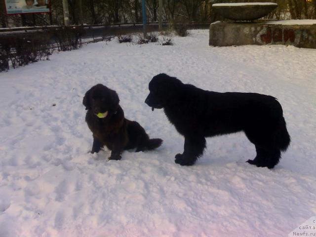 Фото: ньюфаундленд Alana Viva Jeniz (Алана Вива Дженис)