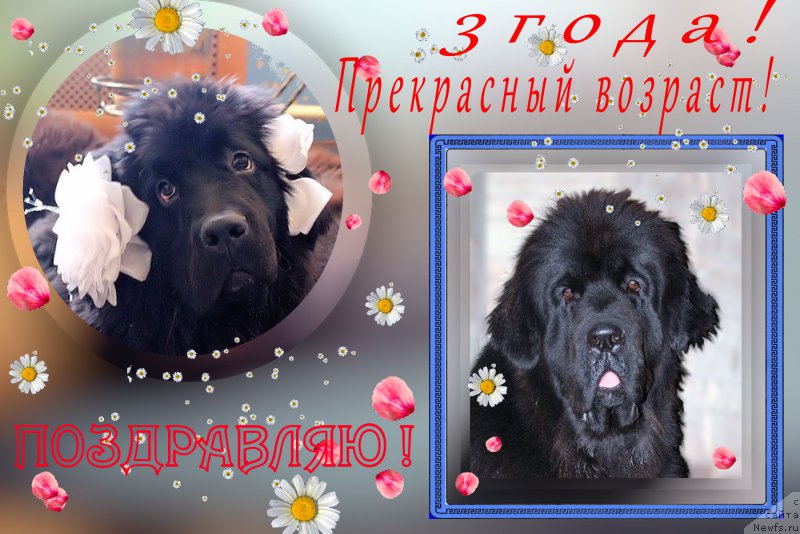 Фото: ньюфаундленд Mercedes Vialiki Miadzvedz (Мерседес Вялiкi Мядзведзь)