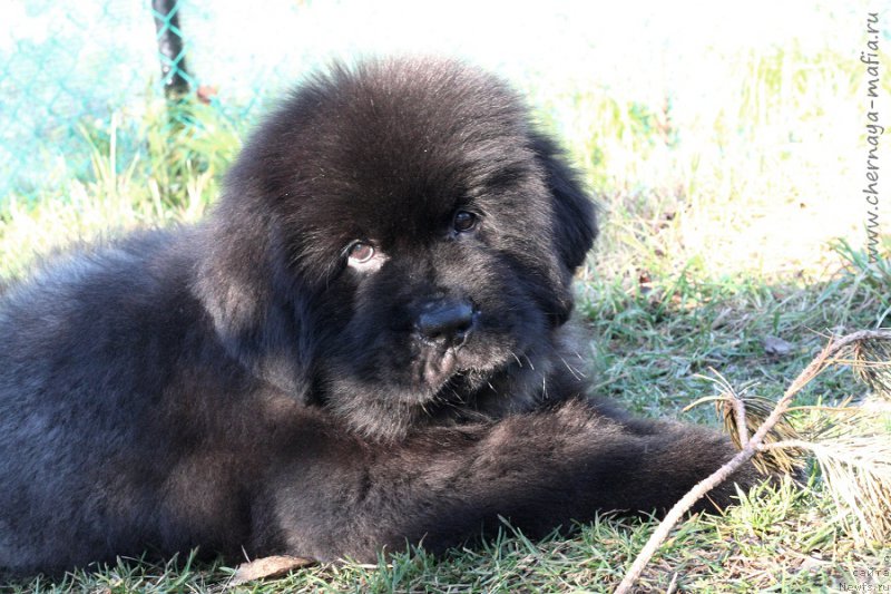 Фотография № 215625