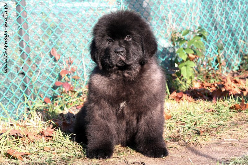 Фото: ньюфаундленд Chernaya Mafia Blues In The Night (Черная Мафия Блуес Ин Тхе Нигхт)