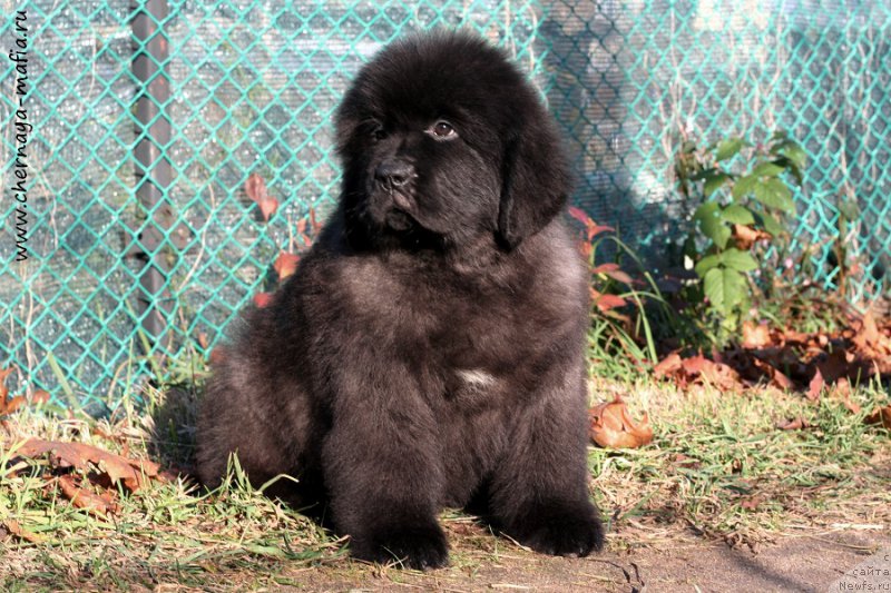 Фотография № 215628