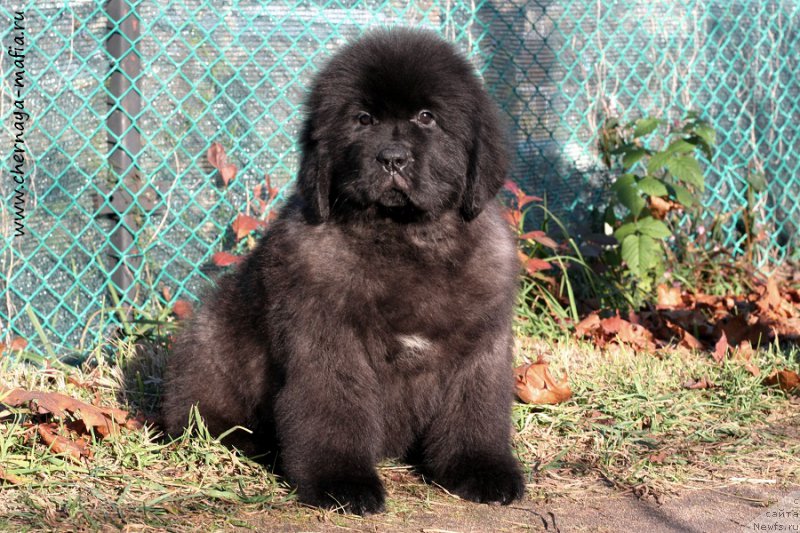 Фотография № 215629