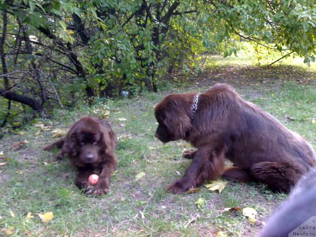 Фото: ньюфаундленд Afina Utrennya Zvezda Viva Jeniz (Афина Утренняя Звезда Вива Дженис)