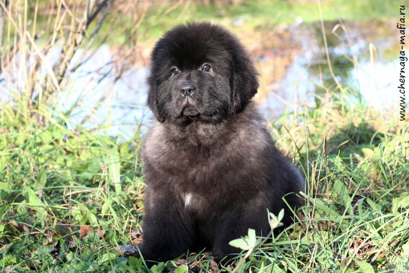 Фотография № 215630