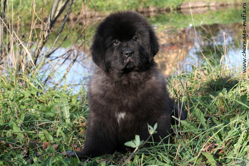 Фотография № 215633