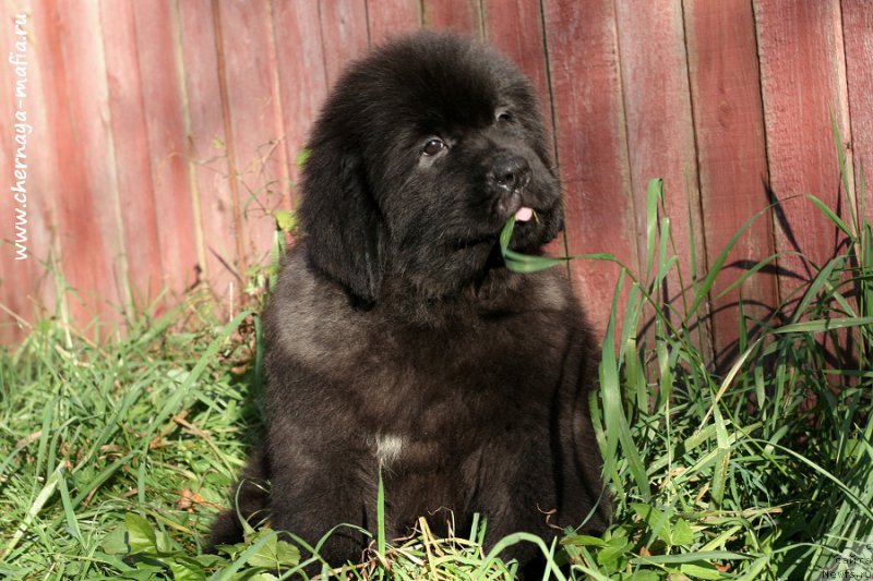 Фотография № 215634