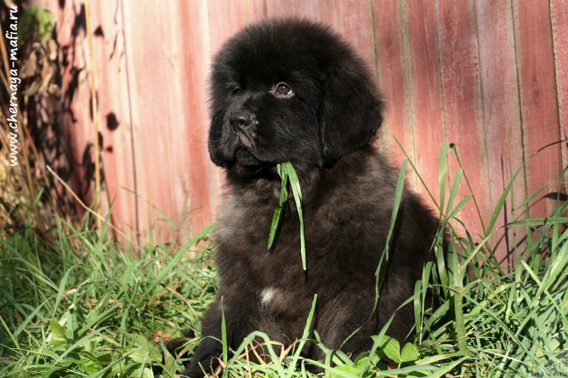 Фотография № 215635