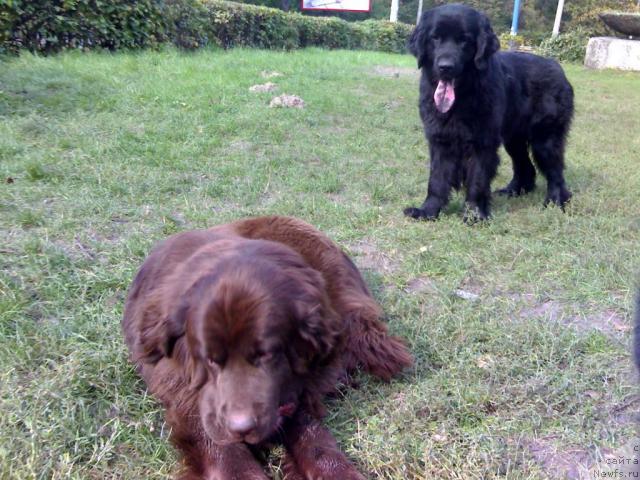 Фото: ньюфаундленд Afina Utrennya Zvezda Viva Jeniz (Афина Утренняя Звезда Вива Дженис)