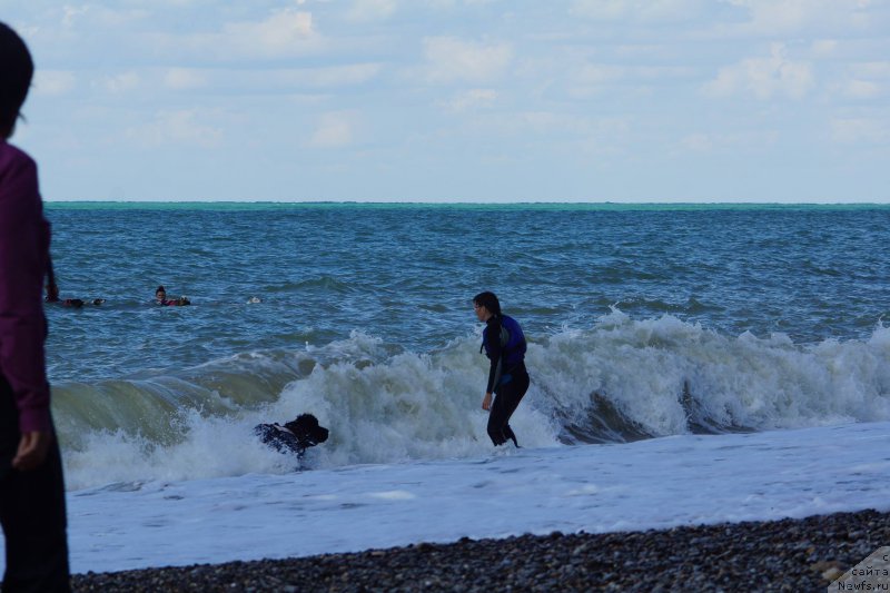 Фото: ньюфаундленд Akvatoriya Kelvin Amerikanka (Акватория Келвин Американка)