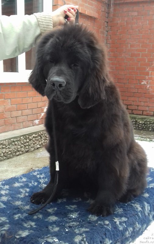 Фотография № 215646