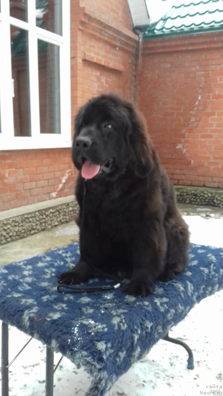 Фотография № 215647