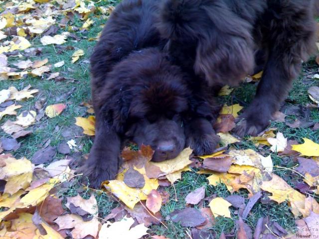 Фото: ньюфаундленд Afina Utrennya Zvezda Viva Jeniz (Афина Утренняя Звезда Вива Дженис)