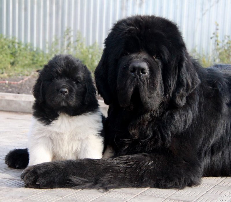 Фото: ньюфаундленд Akvian Song Sonik Bum (Аквиан Сонг Соник Бум), ньюфаундленд Akvian Song Lars Berger (Аквиан Сонг Ларс Бергер)