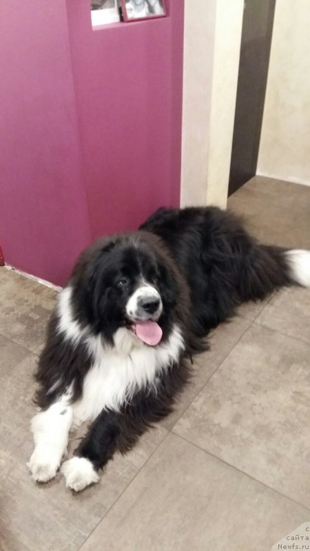 Фото: ньюфаундленд Set The World On Fire Topaz (Сет тхе Ворлд он Фире Топаз)