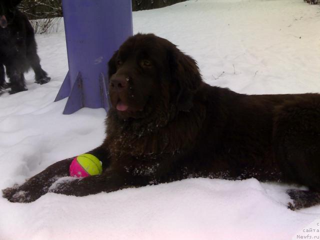 Фото: ньюфаундленд Afina Utrennya Zvezda Viva Jeniz (Афина Утренняя Звезда Вива Дженис)