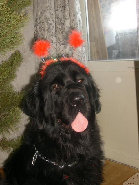 Фото: ньюфаундленд Rokot Volny Varga Kara Ayular (Рокот Волны Варга Кара Аюлар)